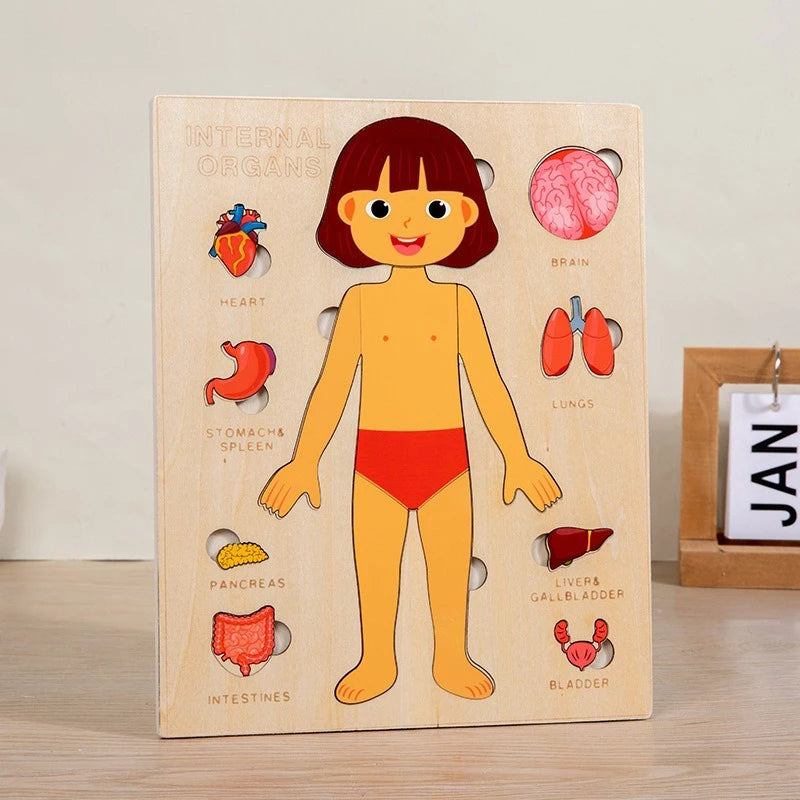 Human Body Puzzle