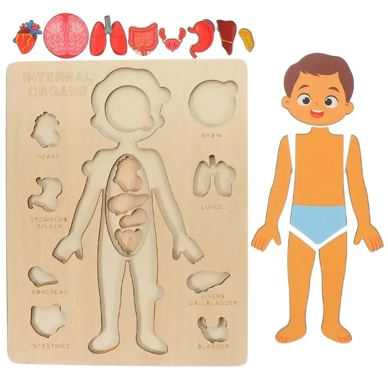 Human Body Puzzle