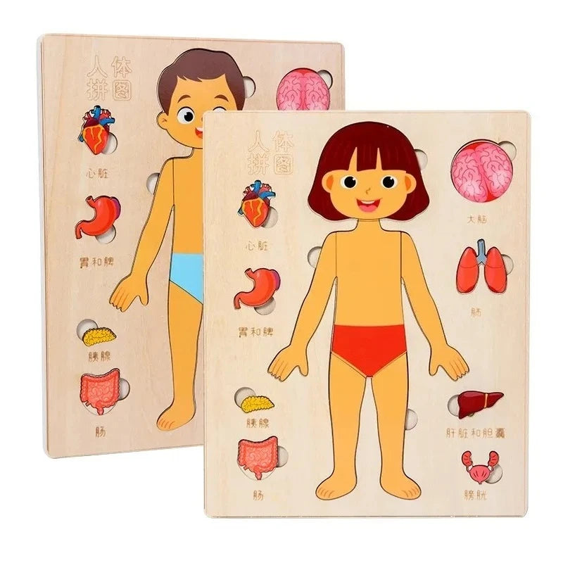 Human Body Puzzle